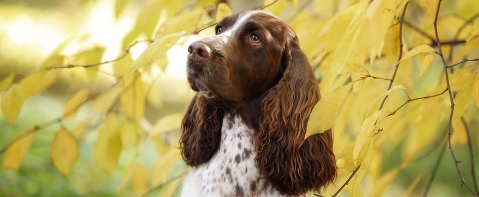 A brown and white spotted springer spaniel peeking out between leaves.