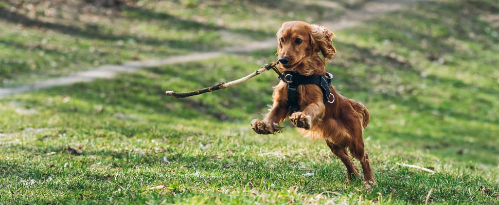 A brown Cocker Spaniel running with a stick.