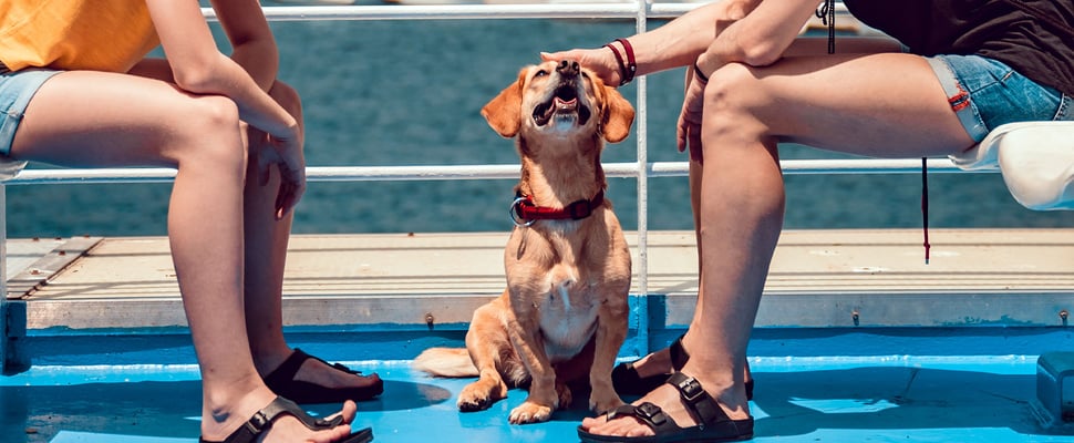 A dog being stroked on a boat.
