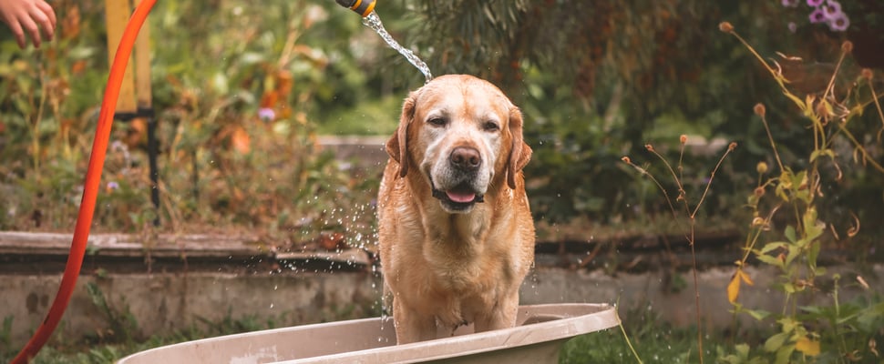 Golden lab retriever in a bath outside being hosed off