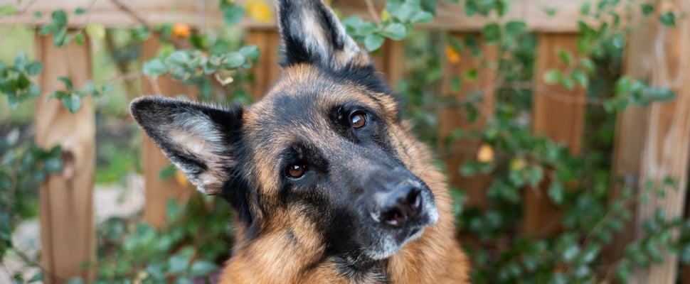 a german shepherd tilting her head