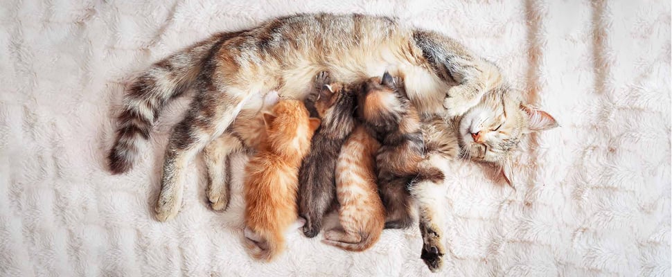 kittens feeding on mother cat