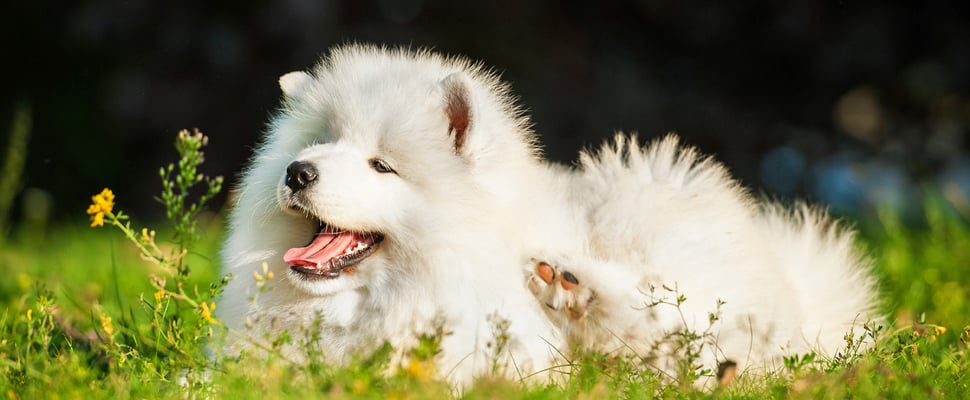 A samoyed laying down.