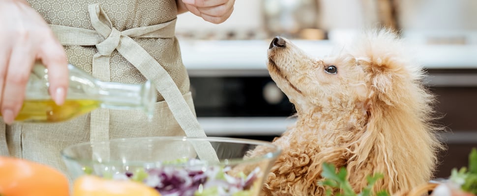 Golden poodle looking up at owner in front of a bowl of salad