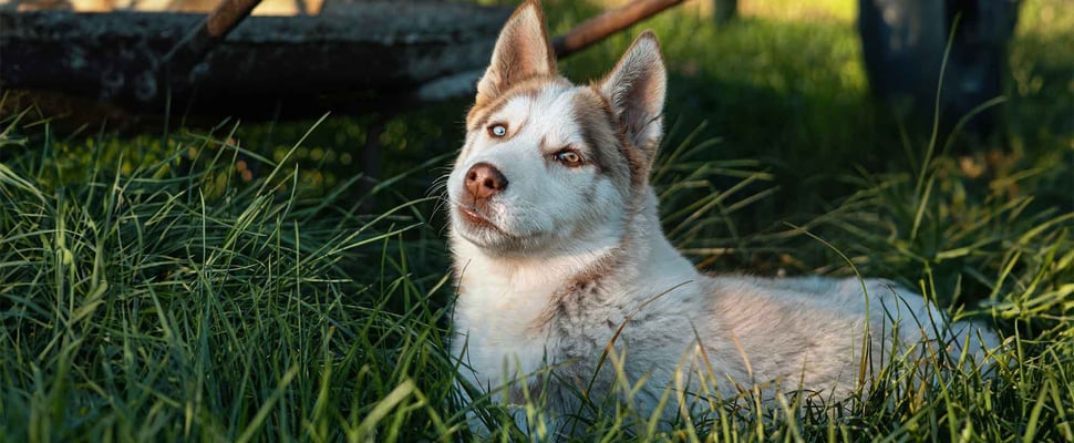 light-haired husky laying down on grass