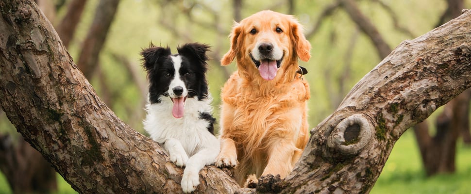 A collie and retriever holding onto a tree trunk.