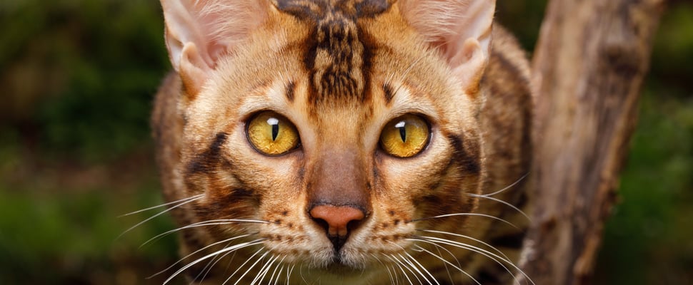 Close up of a Bengal cat's face