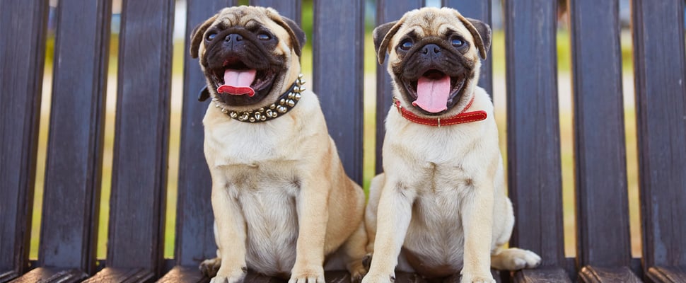 two pugs sitting on park bench with tongues out