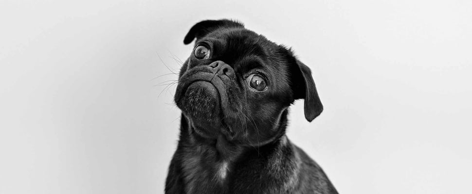 A dog in black and white
