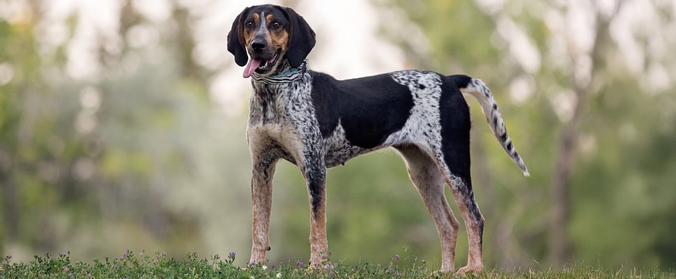 A coonhound standing tall on grass.