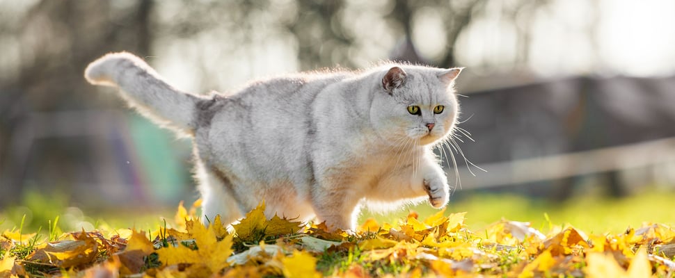 Large grey and white British Shorthair cat walking across field of leaves