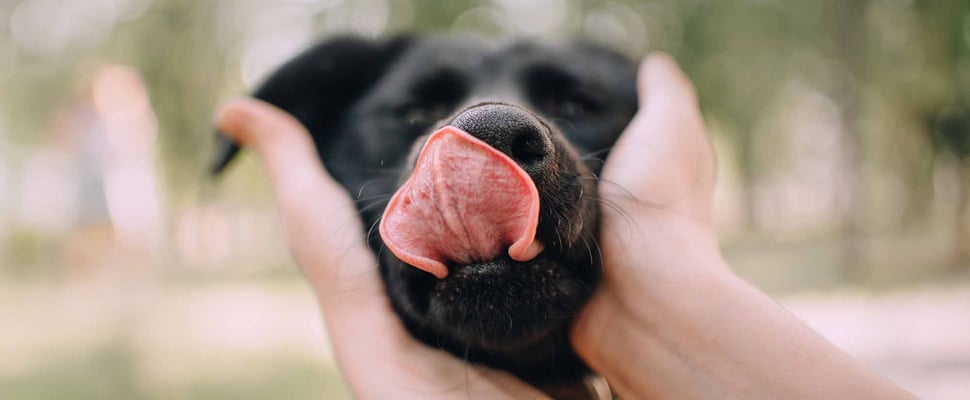 A dog trying to lick a persons hands