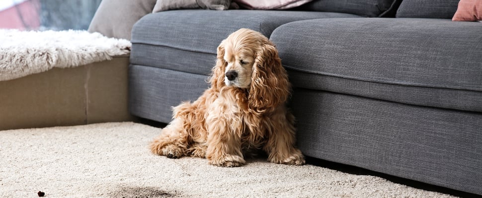 A blonde cloured Spaniel sitting next to a dirty carpet.