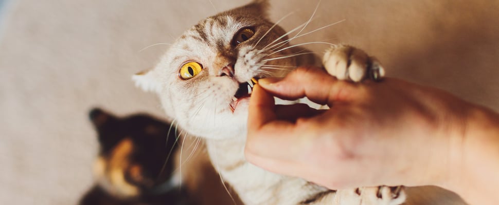 A cat standing up to eat a treat.
