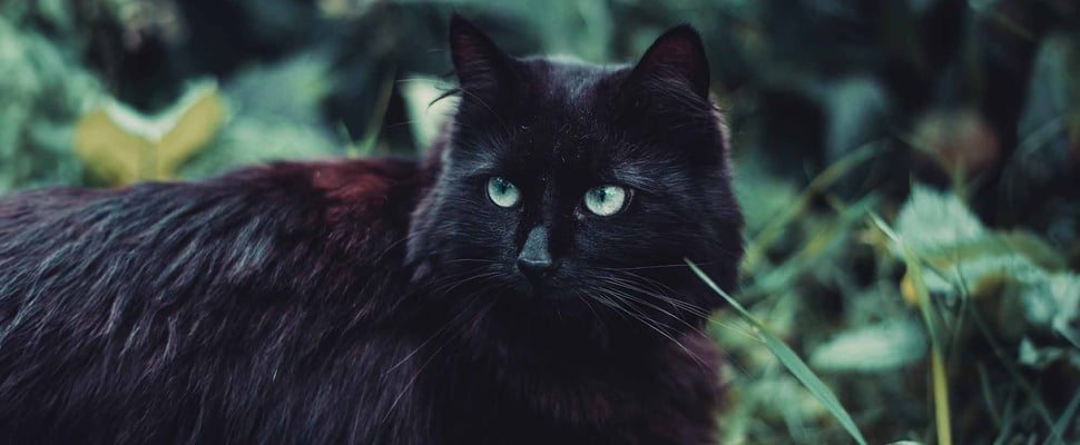 A black cat in the garden