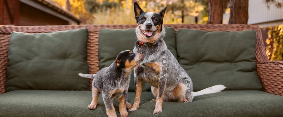 puppy playing with an adult dog