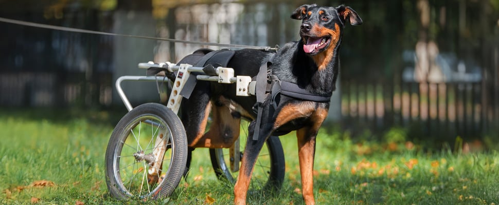 Black dog with wheels to support back legs on a lead