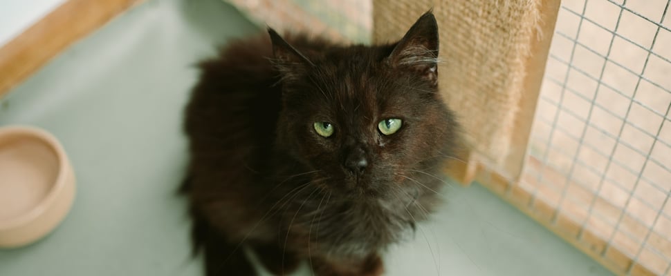 A long-haired black cat looking up.