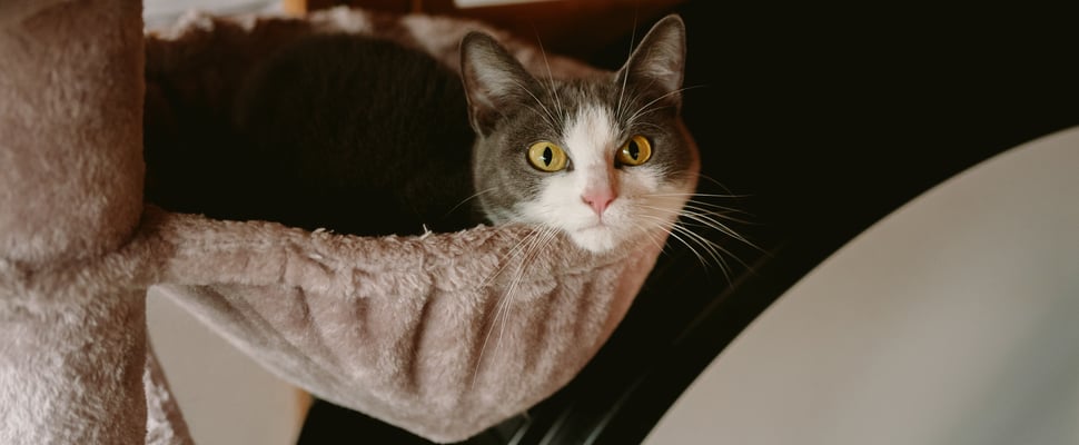 Close up of a kitten called Lyra.