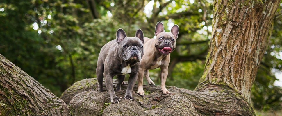 two french bulldogs standing on a rock