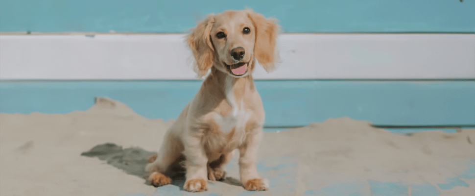 A cockapoo with a cocker cut haircut