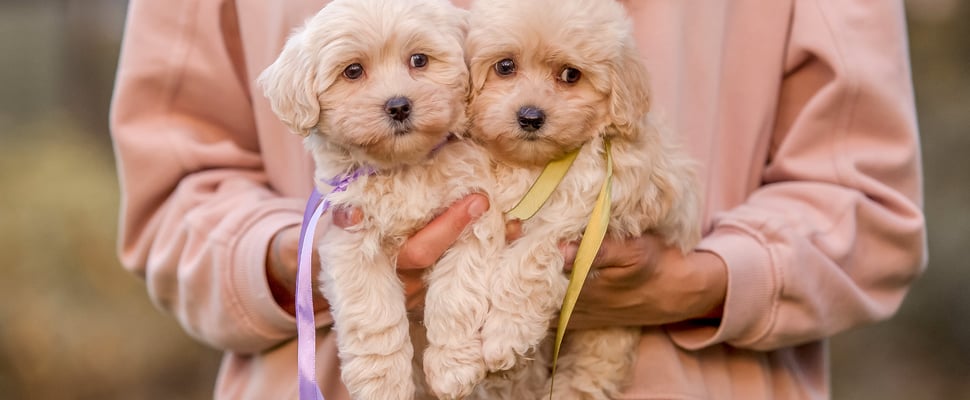 Two puppies being held.