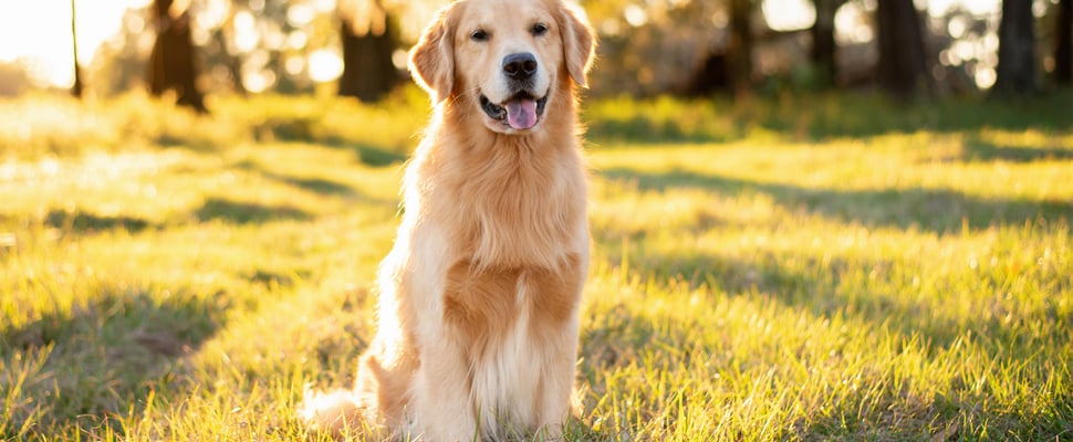 golden-retriever