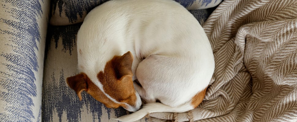 A Jack Russell curled up in a donut position on a couch.