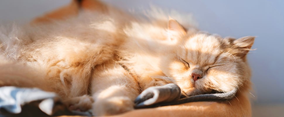 A ginger cat basking in the sun.
