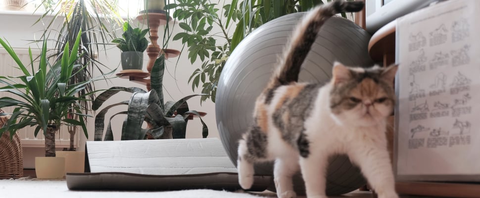 A flat-faced cat walking past an inflatable exercise ball.