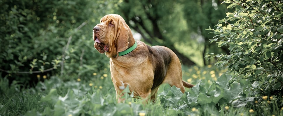 A bloodhound standing in green bushes.