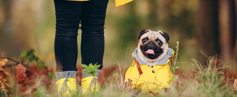 pug in yellow rain coat in a forest with owner