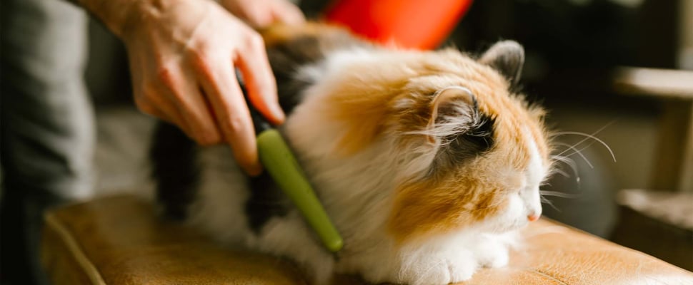 A man combing a cat with a flea comb
