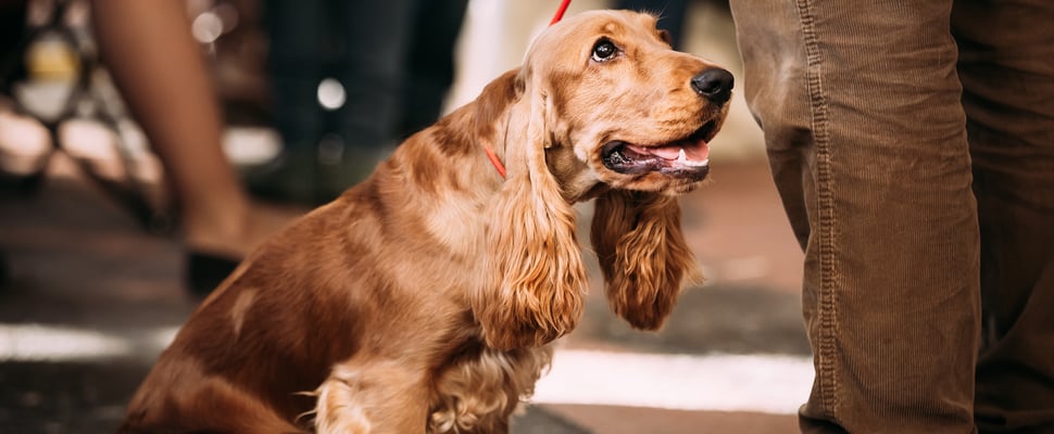 Golden Cocker Spaniel on a red lead