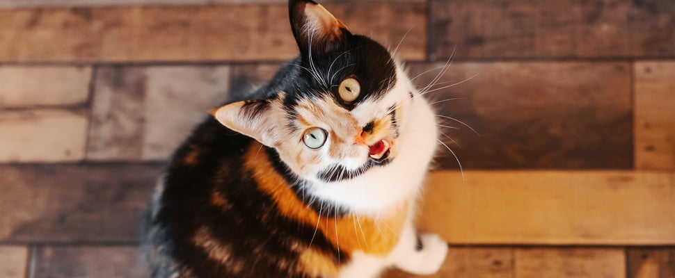 A tortoiseshell cat looking up.
