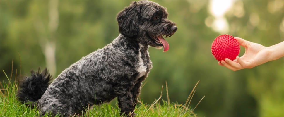 A black dog looking at a red ball.