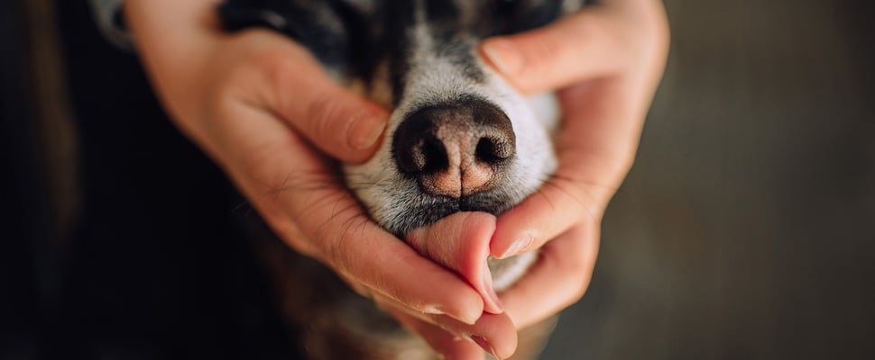 A dog sticking his tongue out and a human holds his head.