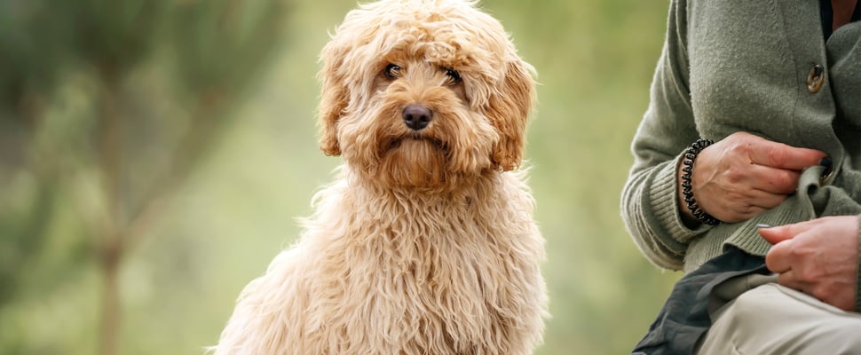 A cream-coloured Cavapoo.