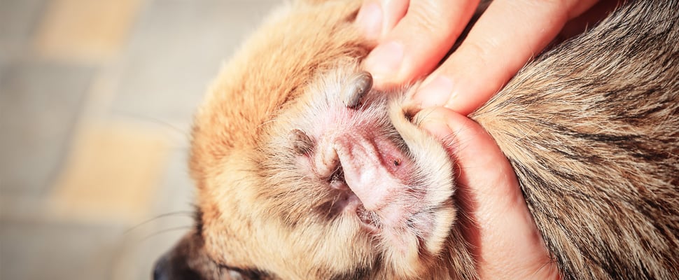 close up image of ticks on a brown dogs ear