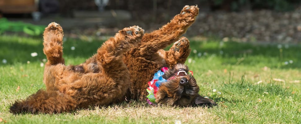 dog rolling on its back