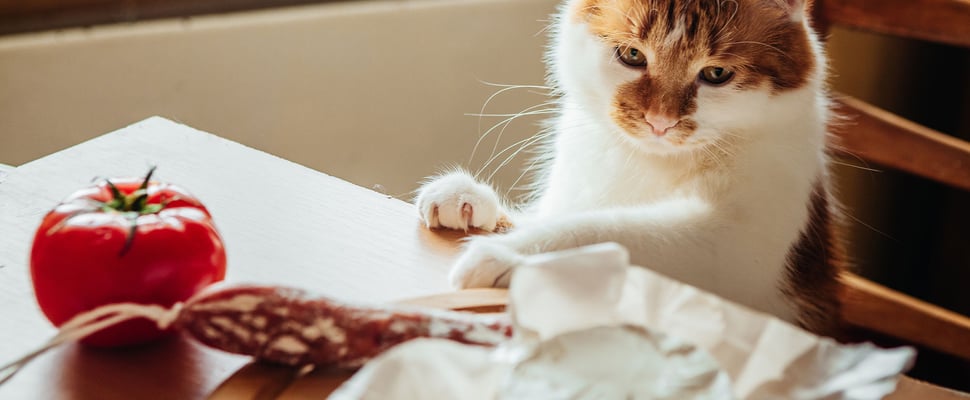 a cat sitting at a table surrounded by a tomato, salami and cheese
