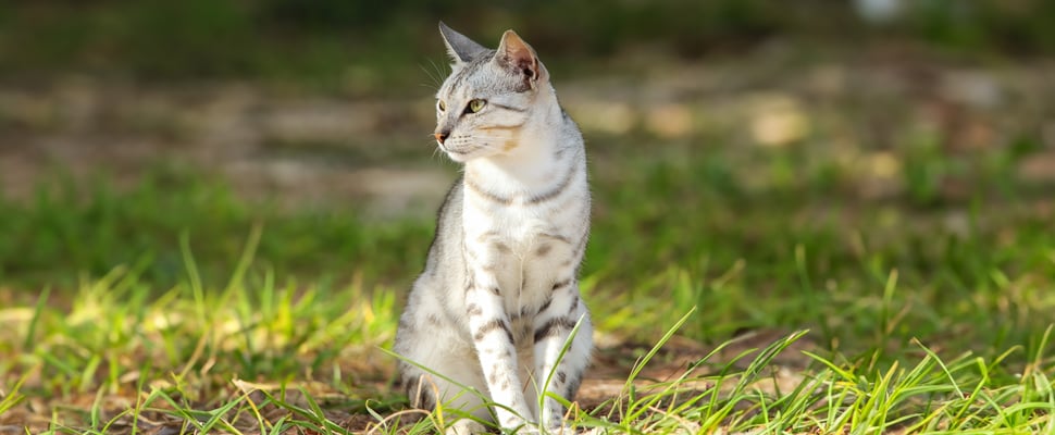 Egyptian Mau cat sitting on grass in the sun