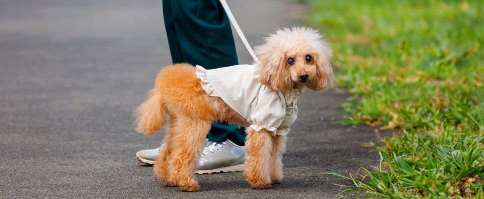 Little poodle on a lead wearing a coat with cataracts