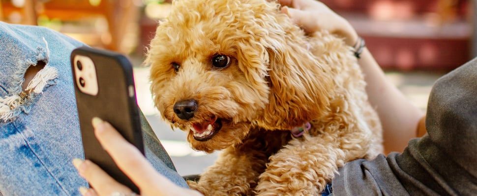 A maltipoo barking at a smartphone.