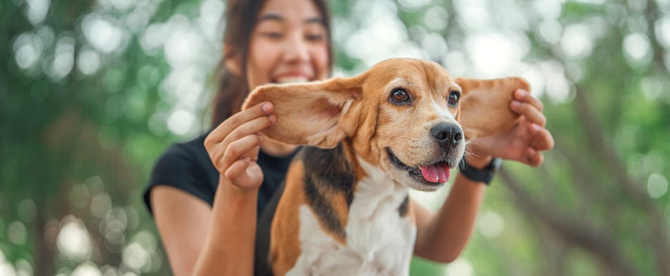 A smiling woman holding her beagle's ears.