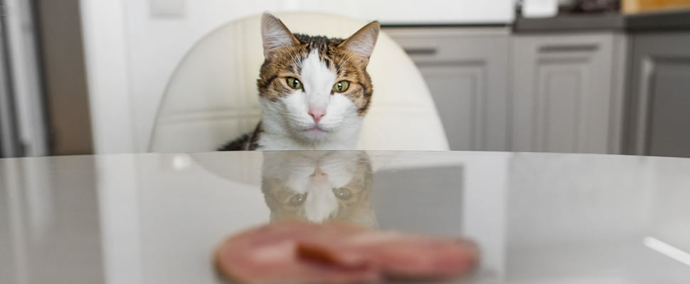 cat sitting politely at table staring at ham