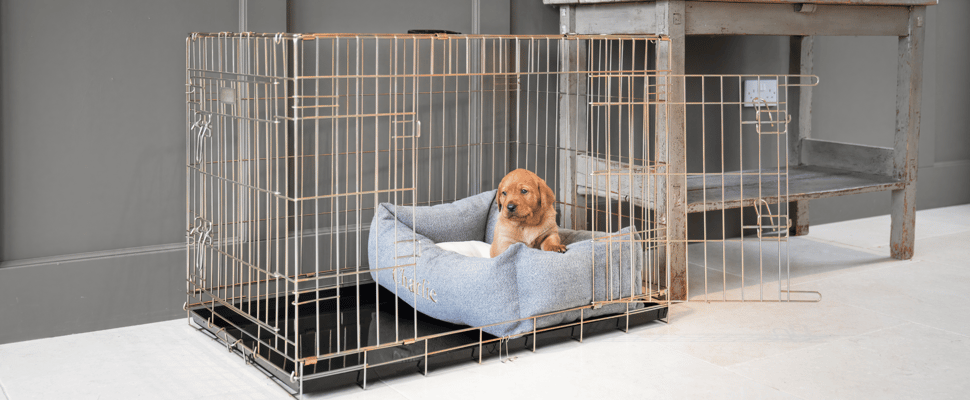 A small dog inside a crate on a soft bed