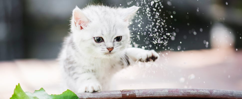 A kitten looking at water droplets.
