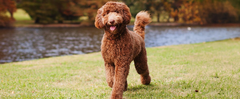 Brown labradoodle walking on grass along river