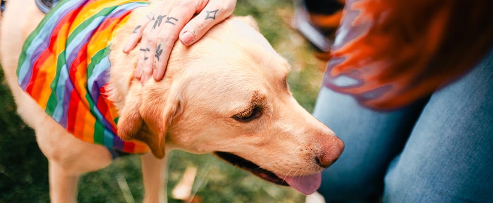 A woman's hand on a dog's head.